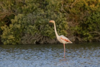 Greater Flamingo (Phoenicopterus roseus) standing in the water at sunset, Parc Naturel Regional de