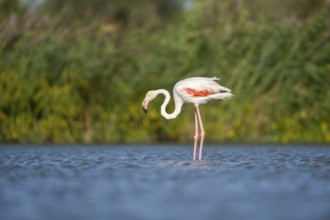Greater Flamingo (Phoenicopterus roseus) standing in the water, Parc Naturel Regional de Camargue,