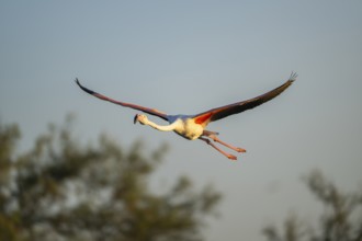 Greater Flamingo (Phoenicopterus roseus) flying in the sky at sunset, Parc Naturel Regional de