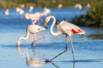 Greater Flamingos (Phoenicopterus roseus) walking in the water, Parc Naturel Regional de Camargue,