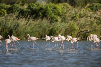 Greater Flamingos (Phoenicopterus roseus) walking in the water, Parc Naturel Regional de Camargue,