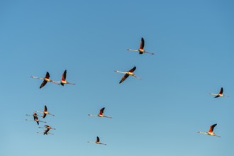 Greater Flamingo (Phoenicopterus roseus) flying in the sky, Parc Naturel Regional de Camargue,