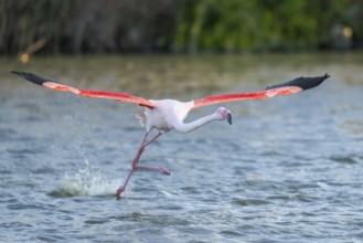 Greater Flamingo (Phoenicopterus roseus) starts flying from the water at sunset, Parc Naturel