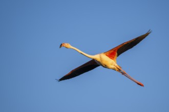 Greater Flamingo (Phoenicopterus roseus) flying in the sky at sunset, Parc Naturel Regional de