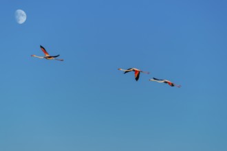 Greater Flamingo (Phoenicopterus roseus) flying in the sky with the moon in the background at
