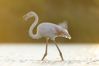 Greater Flamingo (Phoenicopterus roseus) walking in the water at sunset, Parc Naturel Regional de