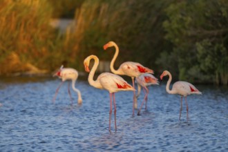 Greater Flamingo (Phoenicopterus roseus) standing in the water at sunset, Parc Naturel Regional de