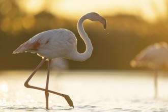 Greater Flamingo (Phoenicopterus roseus) walking in the water at sunset, Parc Naturel Regional de