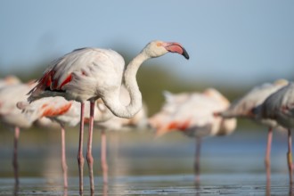 Greater Flamingo (Phoenicopterus roseus) standing in the water, Parc Naturel Regional de Camargue,