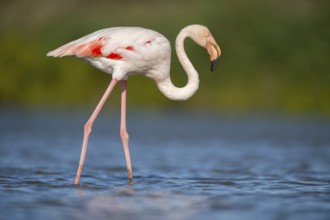 Greater Flamingo (Phoenicopterus roseus) walking in the water, Parc Naturel Regional de Camargue,