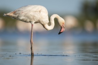 Greater Flamingo (Phoenicopterus roseus) standing in the water, Parc Naturel Regional de Camargue,