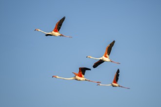Greater Flamingo (Phoenicopterus roseus) flying in the sky, Parc Naturel Regional de Camargue,