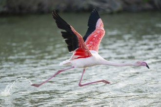Greater Flamingo (Phoenicopterus roseus) starts flying from the water at sunset, Parc Naturel