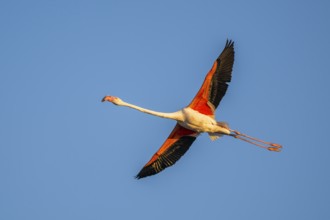 Greater Flamingo (Phoenicopterus roseus) flying in the sky at sunset, Parc Naturel Regional de