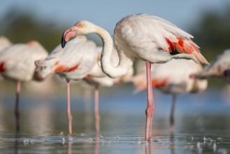 Greater Flamingos (Phoenicopterus roseus) standing in the water, Parc Naturel Regional de Camargue,