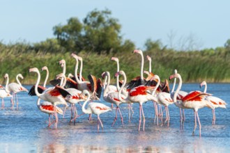 Greater Flamingos (Phoenicopterus roseus) walking in the water while shaking there wings, Parc
