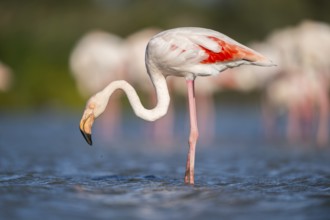 Greater Flamingo (Phoenicopterus roseus) standing in the water, Parc Naturel Regional de Camargue,