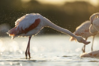 Greater Flamingo (Phoenicopterus roseus) standing in the water at sunset, Parc Naturel Regional de
