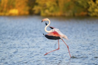 Greater Flamingo (Phoenicopterus roseus) landing in the water at sunset, Parc Naturel Regional de