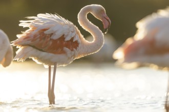 Greater Flamingo (Phoenicopterus roseus) standing in the water at sunset, Parc Naturel Regional de