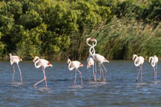 Greater Flamingos (Phoenicopterus roseus) arguing with each other, Parc Naturel Regional de