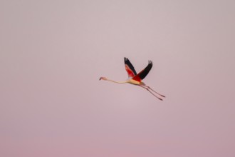 Greater Flamingo (Phoenicopterus roseus) flying in the sky at sunset, Parc Naturel Regional de