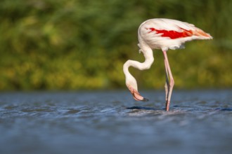 Greater Flamingo (Phoenicopterus roseus) standing in the water, Parc Naturel Regional de Camargue,