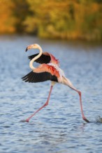 Greater Flamingo (Phoenicopterus roseus) landing in the water at sunset, Parc Naturel Regional de