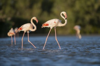 Greater Flamingos (Phoenicopterus roseus) walking in the water, Parc Naturel Regional de Camargue,