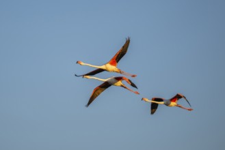 Greater Flamingo (Phoenicopterus roseus) flying in the sky at sunset, Parc Naturel Regional de