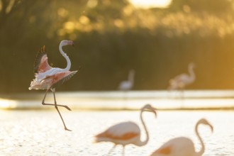 Greater Flamingo (Phoenicopterus roseus) landing in the water at sunset, Parc Naturel Regional de
