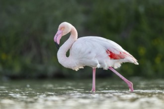 Greater Flamingo (Phoenicopterus roseus) walking in the water at sunset, Parc Naturel Regional de