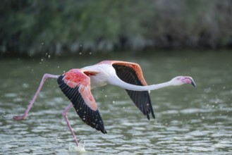 Greater Flamingo (Phoenicopterus roseus) starts flying from the water at sunset, Parc Naturel