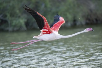 Greater Flamingo (Phoenicopterus roseus) starts flying from the water at sunset, Parc Naturel