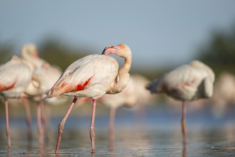 Greater Flamingos (Phoenicopterus roseus) standing in the water, Parc Naturel Regional de Camargue,