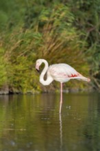 Greater Flamingo (Phoenicopterus roseus) standing in the water, Parc Naturel Regional de Camargue,
