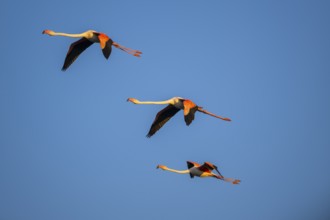 Greater Flamingo (Phoenicopterus roseus) flying in the sky at sunset, Parc Naturel Regional de