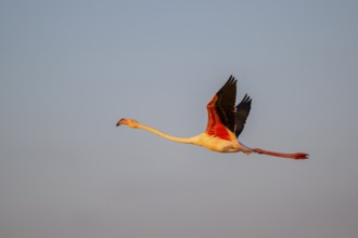 Greater Flamingo (Phoenicopterus roseus) flying in the sky at sunset, Parc Naturel Regional de
