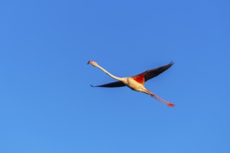 Greater Flamingo (Phoenicopterus roseus) flying in the sky at sunset, Parc Naturel Regional de