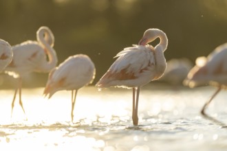 Greater Flamingo (Phoenicopterus roseus) standing in the water at sunset, Parc Naturel Regional de