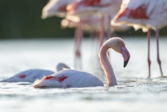 Greater Flamingo (Phoenicopterus roseus) in the water cleaning its feathers at sunset, Parc Naturel