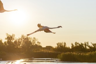 Greater Flamingo (Phoenicopterus roseus) flying in the sky, Parc Naturel Regional de Camargue,
