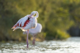 Greater Flamingo (Phoenicopterus roseus) standing in the water at sunset, Parc Naturel Regional de