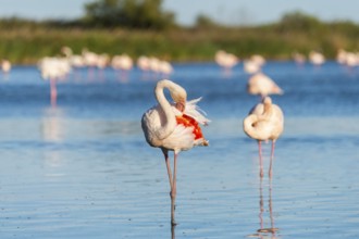Greater Flamingos (Phoenicopterus roseus) standing in the water, Parc Naturel Regional de Camargue,