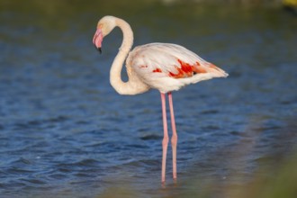 Greater Flamingo (Phoenicopterus roseus) standing in the water, Parc Naturel Regional de Camargue,