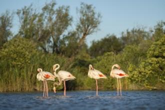 Greater Flamingos (Phoenicopterus roseus) standing in the water, Parc Naturel Regional de Camargue,