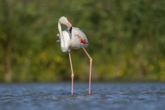 Greater Flamingo (Phoenicopterus roseus) walking in the water, Parc Naturel Regional de Camargue,
