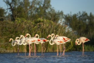 Greater Flamingos (Phoenicopterus roseus) standing in the water, Parc Naturel Regional de Camargue,