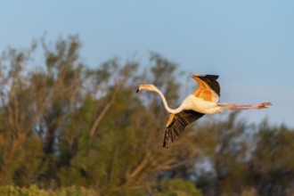 Greater Flamingo (Phoenicopterus roseus) landing in the water at sunset, Parc Naturel Regional de