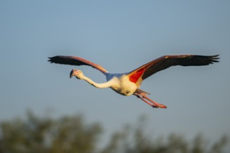 Greater Flamingo (Phoenicopterus roseus) flying in the sky at sunset, Parc Naturel Regional de